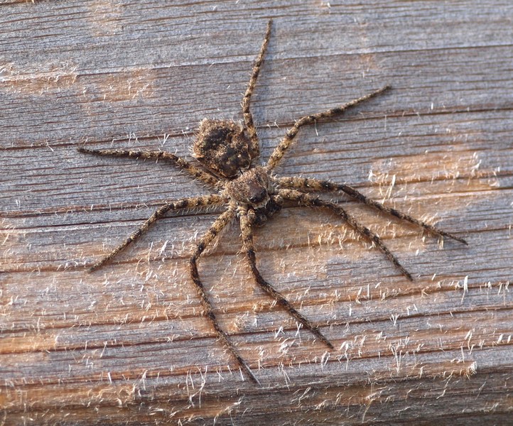 Philodromidae